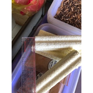 Thanh sứ lọc hoa mai ,sứ lọc hồ cá ,sứ thanh