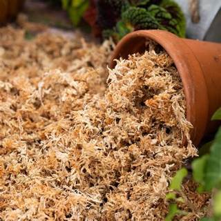 Dớn trắng, dớn chile, sphagnum moss giữ ẩm cho isopod, giá thể trồng lan, cây cảnh các loại