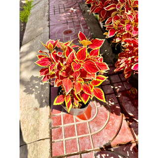 Cây lá Gấm đỏ viền vàng
