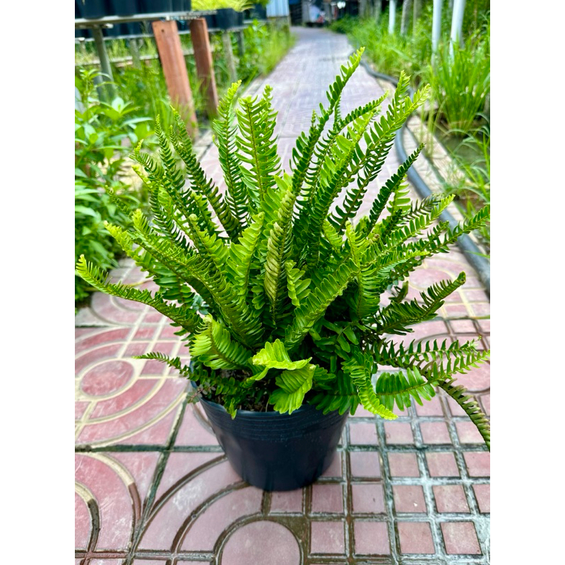 Cây Dương xỉ lá me