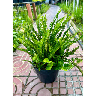 Cây Dương xỉ lá me