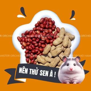 Đậu Lạc Sữa Không Tách Vỏ Giúp Hamster Thích Thú Tách Vỏ Theo Tự Nhiên