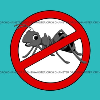 Dung Dịch Diệt Kiến