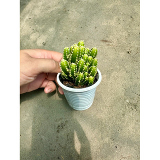 Cây xương rồng thanh sơn size bầu 5-7cm