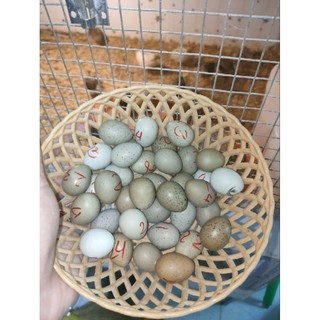5trứng gà rutin bao ấp nở 80%