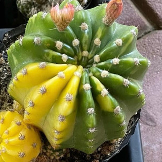 Xương rồng lobi lem