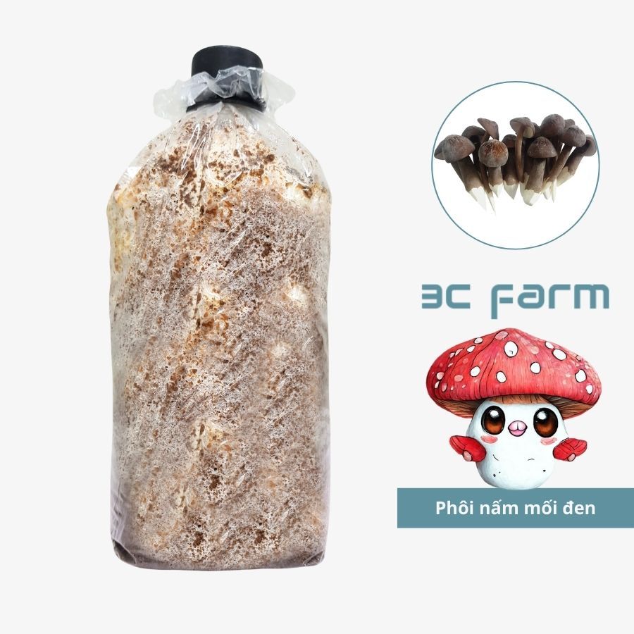 Phôi nấm mối đen, nấm rễ dài 1,2kg tơ mọc đều - 3C Farm