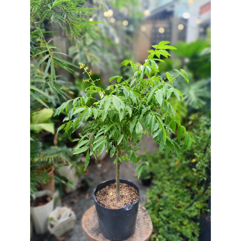 Cây cóc thái 1m (chỉ giao hỏa tốc HCM)