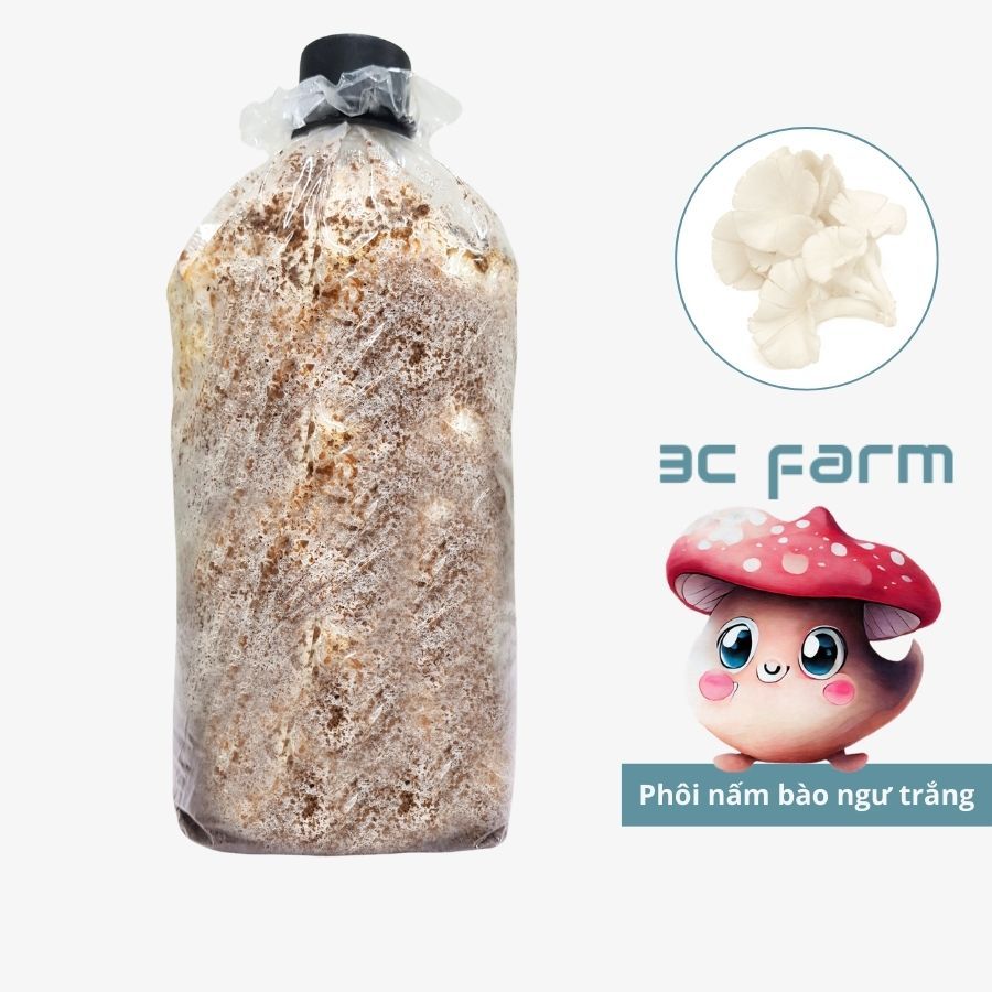 Phôi nấm Bào ngư trắng, giống nấm sò trắng 1,2kg tơ mọc đều - 3C Farm