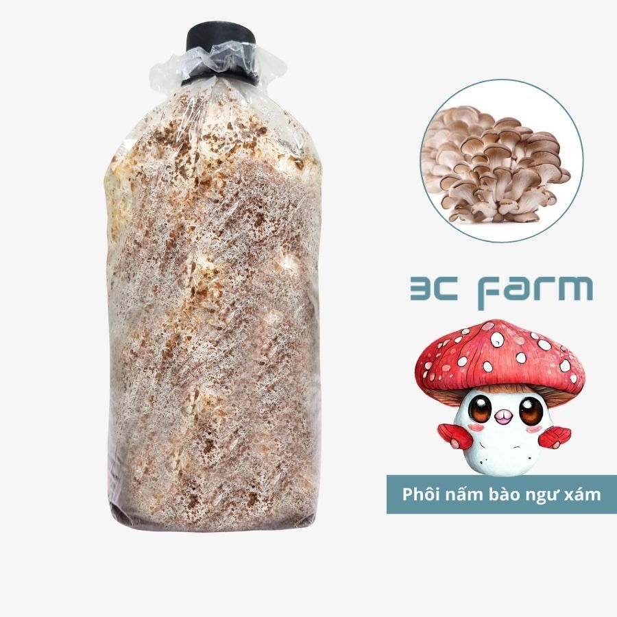 Phôi nấm bào ngư xám, sò xám 1,2kg tơ mọc đều - 3C Farm