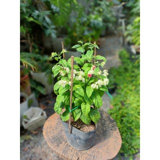 Cây dây leo ngọc nữ hoa trắng