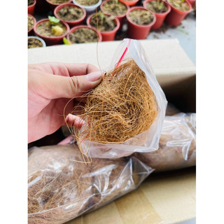 Chỉ dừa 🥥  xơ dừa đa dụng quấn cây ghép lũa ,giữ ẩm cho bộ rễ cây