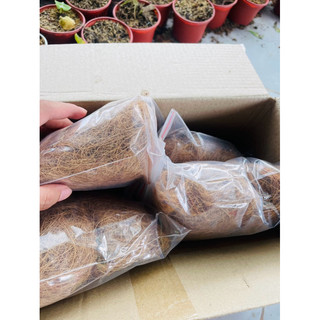 Chỉ dừa 🥥  xơ dừa đa dụng quấn cây ghép lũa ,giữ ẩm cho bộ rễ cây