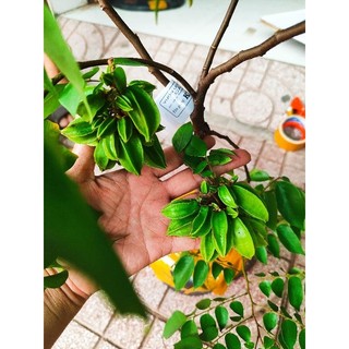 Cây 🌲 Khế chua chùm đang trái