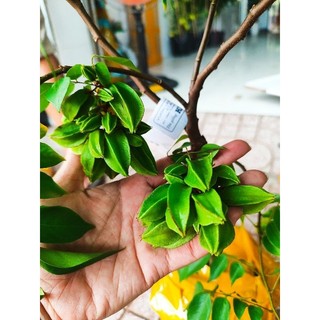 Cây 🌲 Khế chua (siêu sớm)