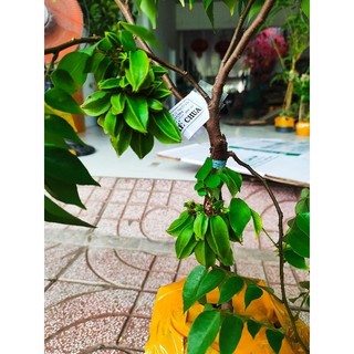 Cây 🌲 Khế chua chùm đang trái