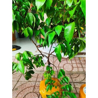 Cây 🌲 Khế chua chùm đang trái