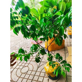 Cây 🌲 Khế chua chùm đang trái