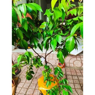 Cây 🌲 Khế chua chùm đang trái