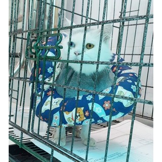 Vòng chống liếm vết thương cho thú cưng