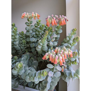 Sen đá sò Kalanchoe marnieriana - Marnier's Kalanchoe