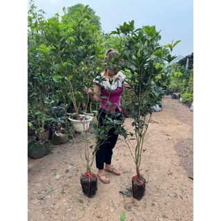 Mộc hương ta hoa vàng cây bụi cao 1m2-1m5