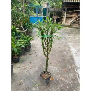 Cây trúc phật bà - trúc đùi gà
