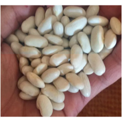 Đậu tây trắng noom giống bản địa thuần chủng quảng nam non gmo