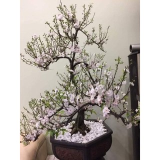 Cây giống nhất chi mai ( mai trắng)
