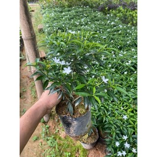 Cây giống mai vạn phúc to khỏe tán sum