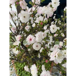 Cây giống nhất chi mai ( mai trắng)