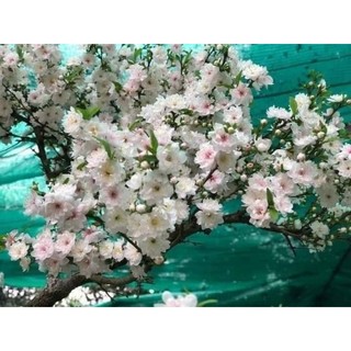 Cây giống nhất chi mai ( mai trắng)
