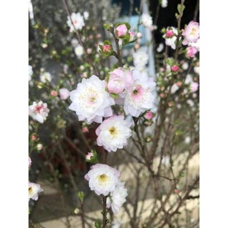 Cây giống nhất chi mai ( mai trắng)