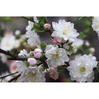 Cây giống nhất chi mai ( mai trắng)