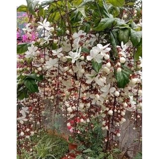 Cây giống hoa dạ ngọc minh châu