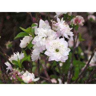 Cây giống nhất chi mai ( mai trắng)