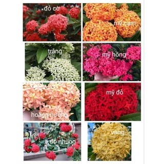 Cây giống hoa mẫu đơn Mỹ