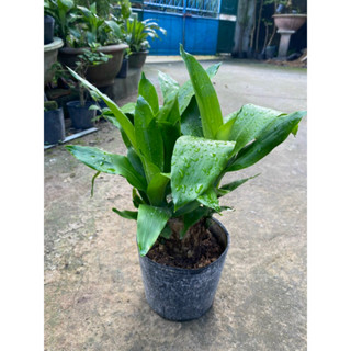 Cây thiết mộc lan cao 20-30cm như hình