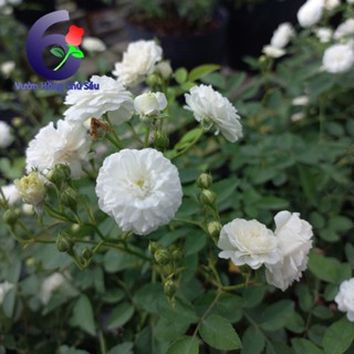 hoa hồng trắng bạch trà, BÔNG NHỎ, hồng ngoại, hồng bụi, thân lùn, nguyên bản, bông chùm