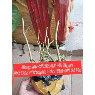 (5 Tặng 1) Cây Dổi Ăn Lá Hà Giang, Dổi Đất Ăn Lá