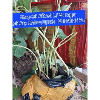 (5 Tặng 1) Cây Dổi Ăn Lá Hà Giang, Dổi Đất Ăn Lá