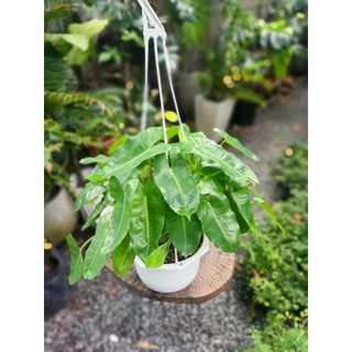 Trầu bà tai phật