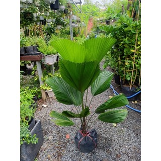 Cây kè nhật size 70-80cm