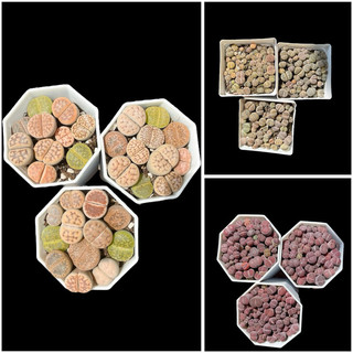 Lithops mix