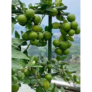 Cây 🌲 Chanh tứ quý (đang trái lớn)1m5