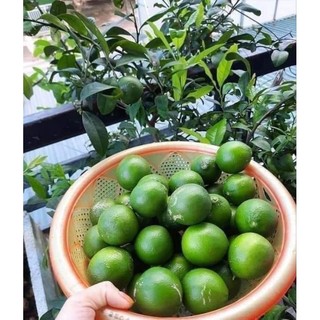 Cây 🌲 Chanh tứ quý (đang trái lớn)1m5