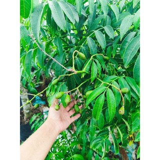 Cây 🌲 Cóc thái lùn ( hàng lớn đang trái )