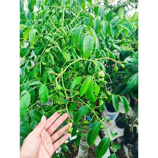 Cây 🌲 Cóc thái lùn ( hàng lớn đang trái )
