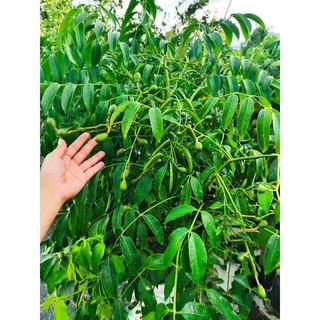 Cây 🌲 Cóc thái lùn ( hàng lớn đang trái )