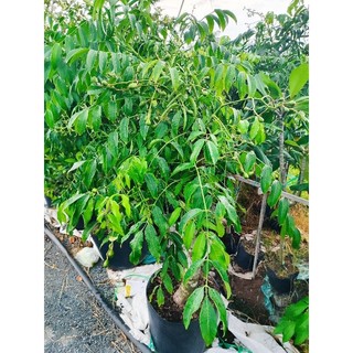 Cây 🌲 Cóc thái lùn ( hàng lớn đang trái )